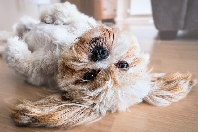 Which Flooring Material is the Best for Your Pets?