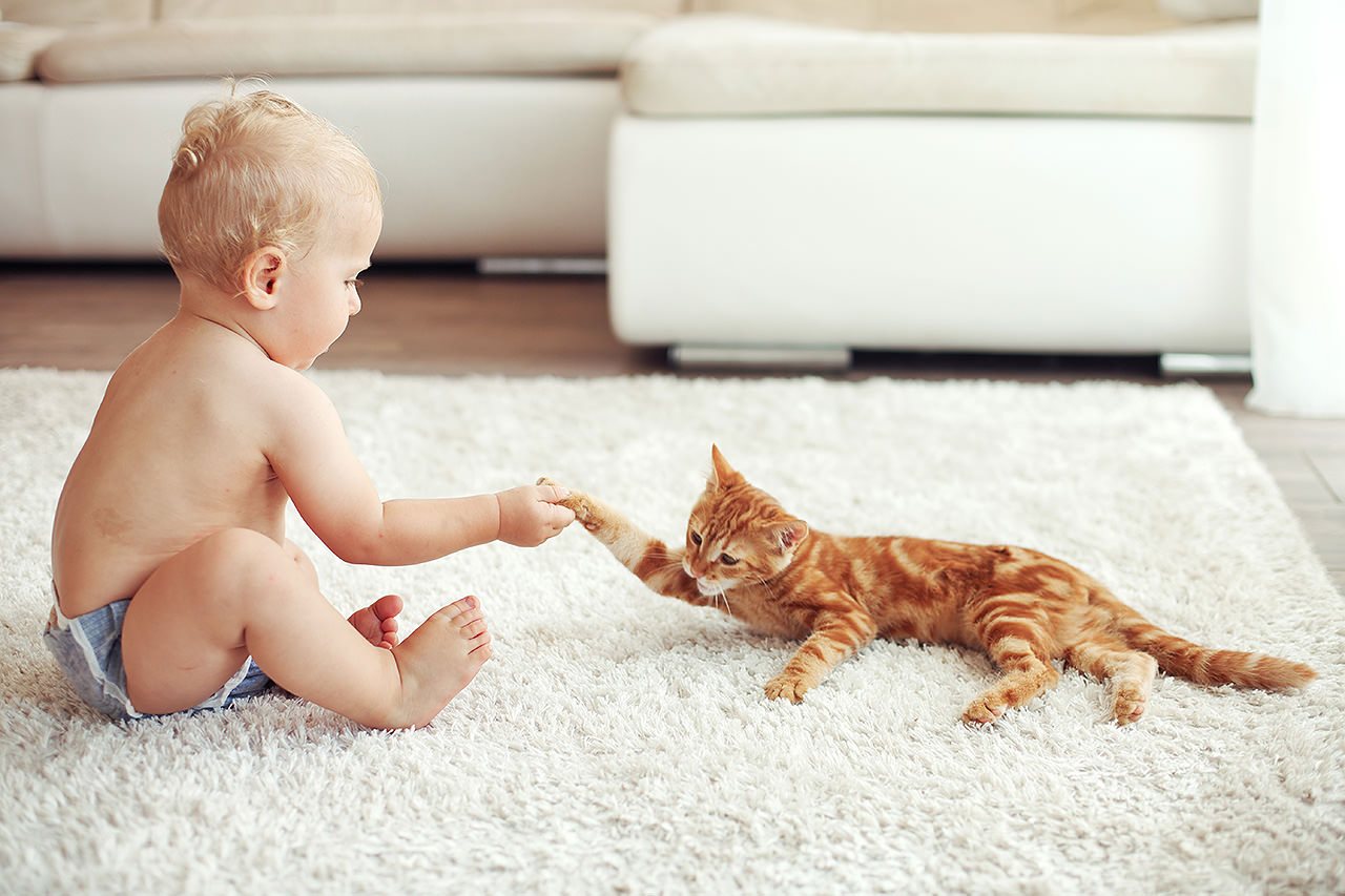 Cleaner-Carpets-Surprise-arizona